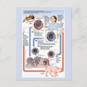 Illustration of antigenic shift (influenza) postcard