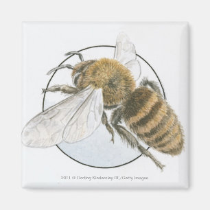Illustration of European Honey Bee Magnet
