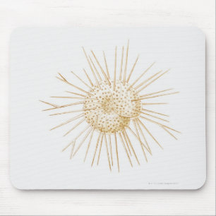 Illustration of foraminiferan shell mouse pad