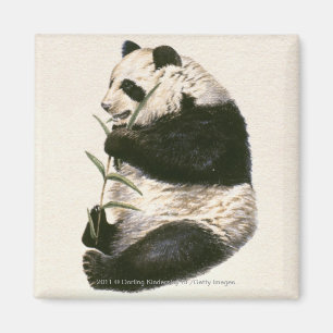 Illustration of Giant panda feeding on bamboo Magnet