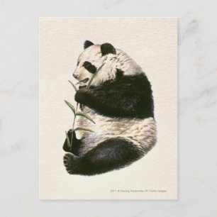 Illustration of Giant panda feeding on bamboo Postcard