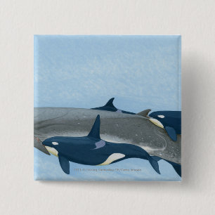 Illustration of Killer Whales working in a group 15 Cm Square Badge