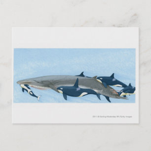 Illustration of Killer Whales working in a group Postcard