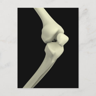 Illustration Of Knee Bone, Bending Postcard