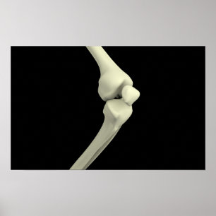 Illustration Of Knee Bone, Bending Poster