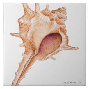 Illustration of Murex shell Tile