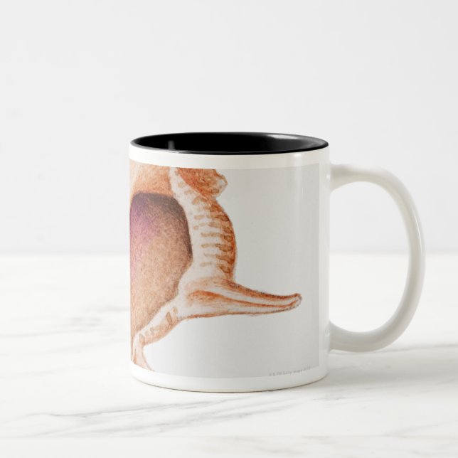 Illustration of Murex shell Two-Tone Coffee Mug (Right)