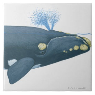 Illustration of North Pacific Right Whale Ceramic Tile