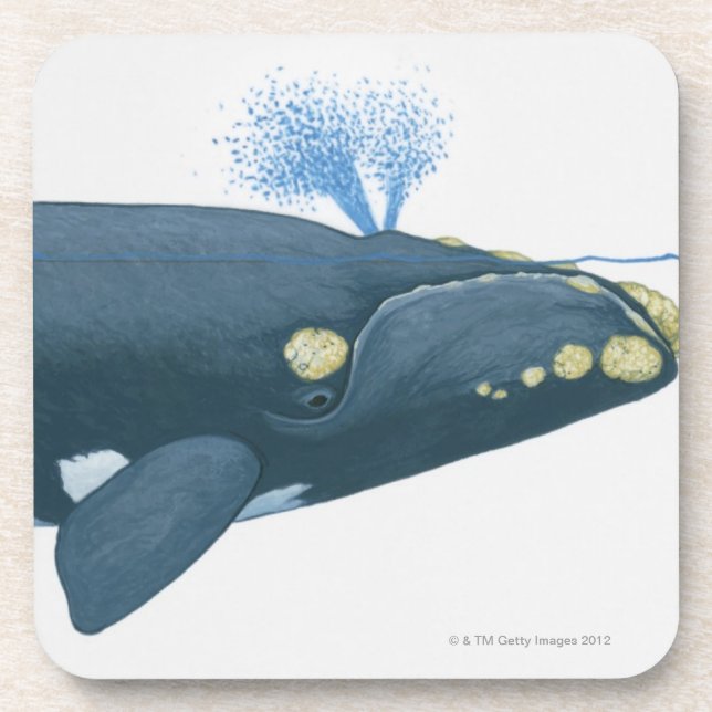 Illustration of North Pacific Right Whale Coaster (Front)