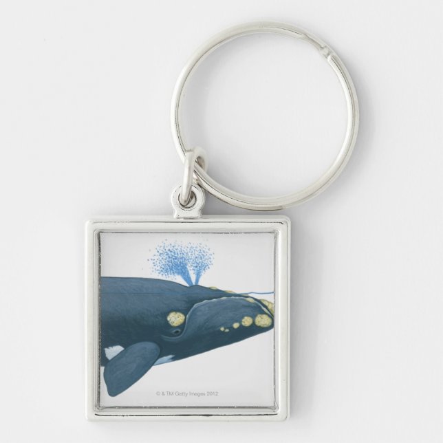 Illustration of North Pacific Right Whale Key Ring (Front)