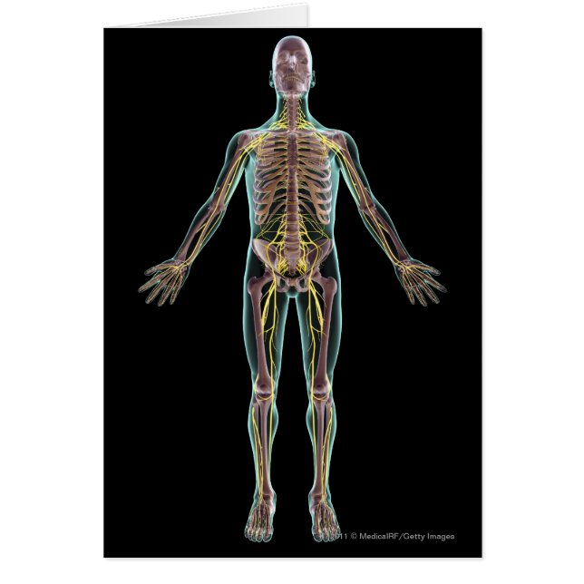 Illustration of the nervous system (Front)
