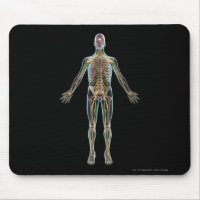 Illustration of the nervous system