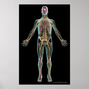 Illustration of the nervous system poster