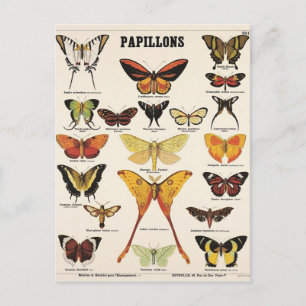 Illustration papillons postcard