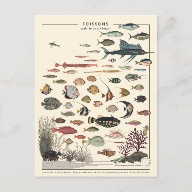 Illustration poissons exotiques postcard (Front)