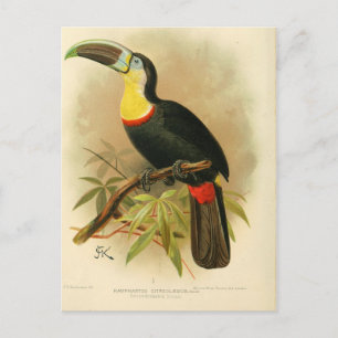 Illustration toucan postcard
