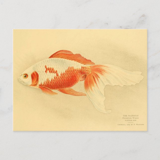 Illustration watonai goldfish Koï Postcard (Front)