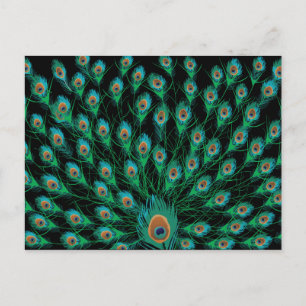 Illustration With Peacock Feathers on Black Postcard