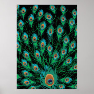 Illustration With Peacock Feathers on Black Poster