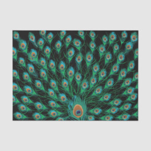 Illustration With Peacock Feathers on Black Tissue Paper