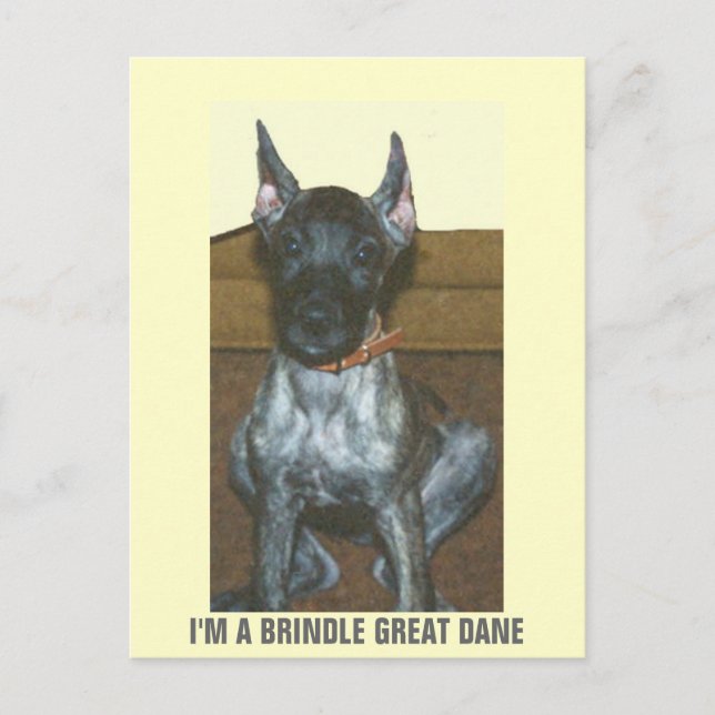 I'M A BRINDLE GREAT DANE POSTCARD (Front)