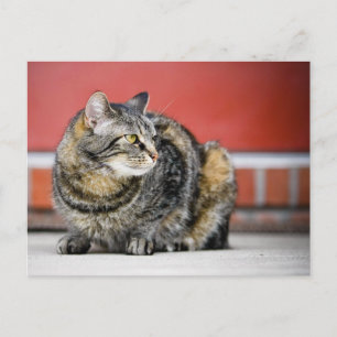 I'm a cat! postcard
