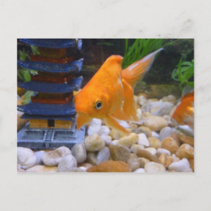 I'm A Coy Koi Postcard