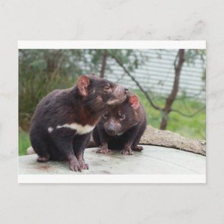 I'm A Little Devil Postcard