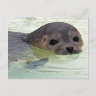 I'm a Seal Postcard