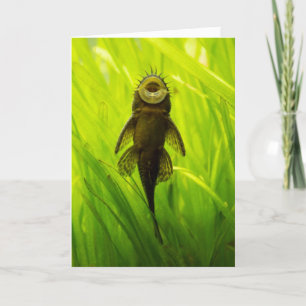 I'm a Sucker for You: Sucker Fish Greeting Card