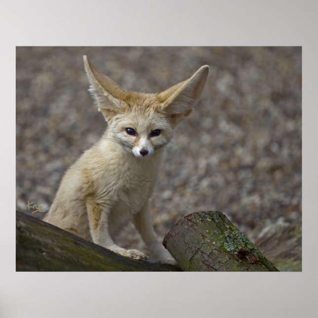 I'm All Ears Print (Front)