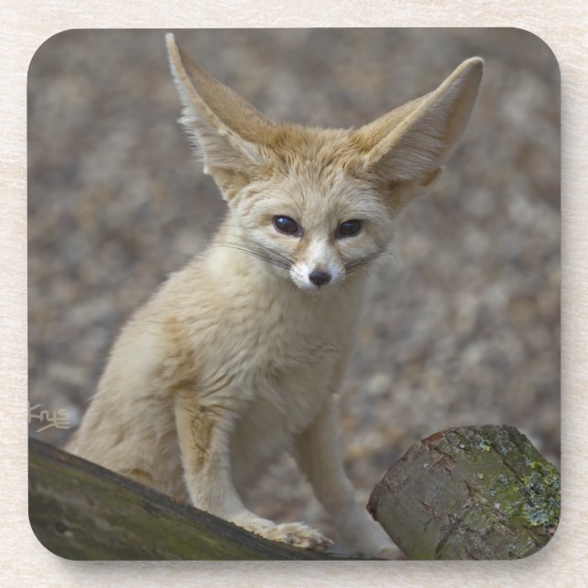 I'm All Ears Set of 6 Coasters (Front)