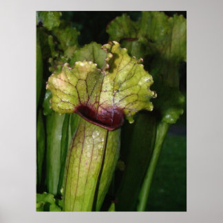 I'm carnivorous! poster