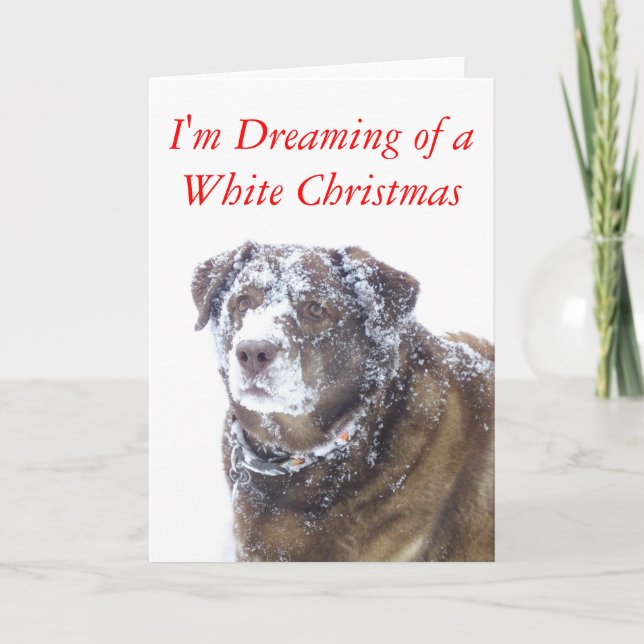 I'm Dreaming of a White Christmas, chocolate lab  Holiday Card (Front)