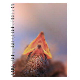I'm Hungry! (Baby Bird) Notebook