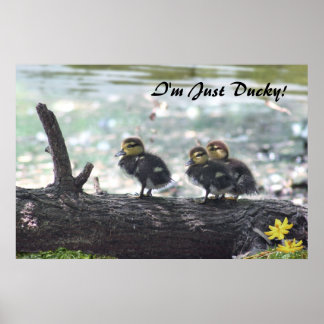 I'm Just Ducky! Poster -36x24 -other sizes also