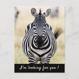 I'm looking for you Zebra photo with text Postcard
