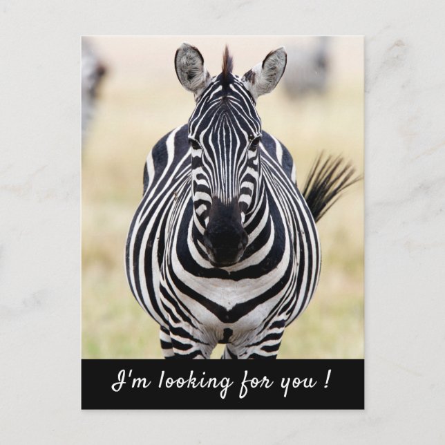 I'm looking for you Zebra photo with text Postcard (Front)