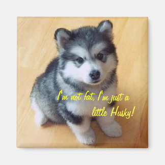 I'm not fat, I am just a little Husky! Magnet