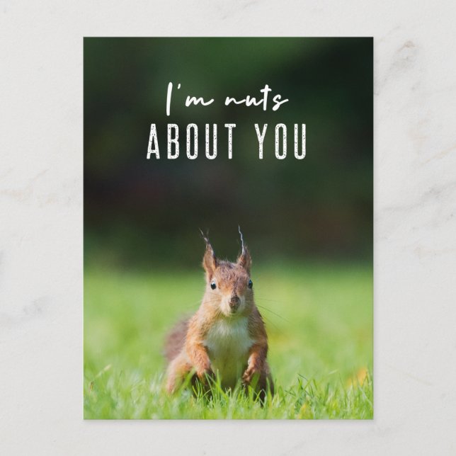 I'm nuts about you | Squirrel Modern Funny Fluffy Postcard (Front)