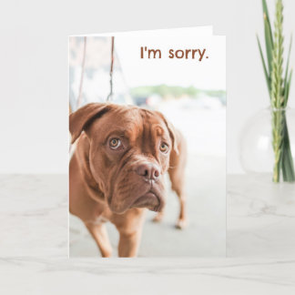 I'm sorry apology card with guilty dog