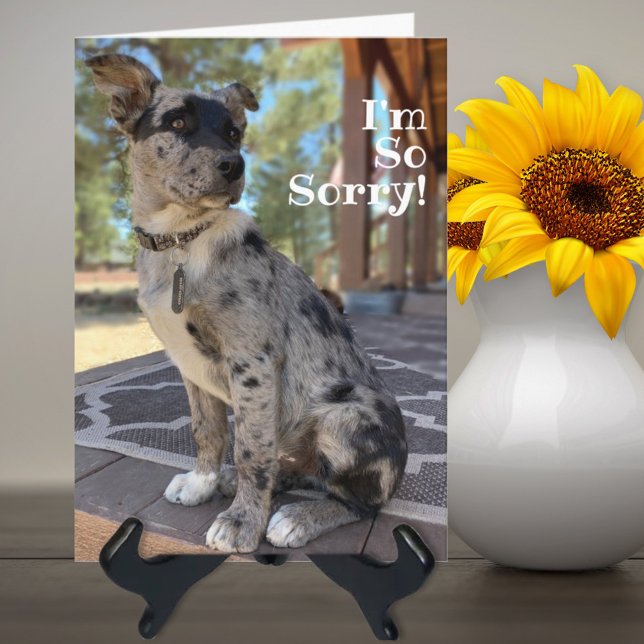 I'm Sorry Brindle Cattle Dog Belated Birthday Card (Creator Uploaded)