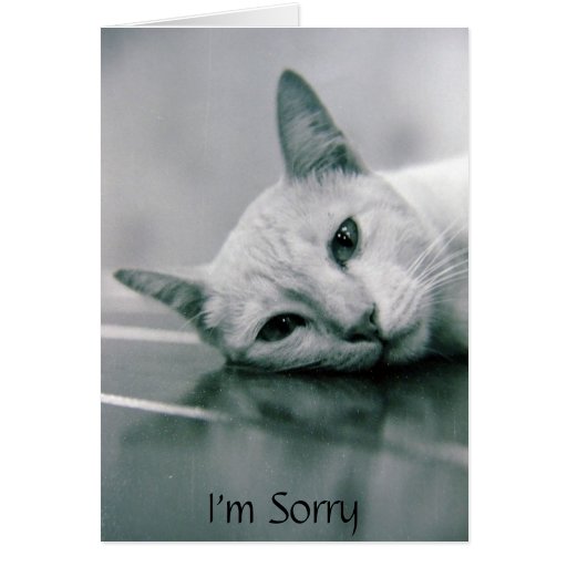 I'm Sorry cat card | Zazzle