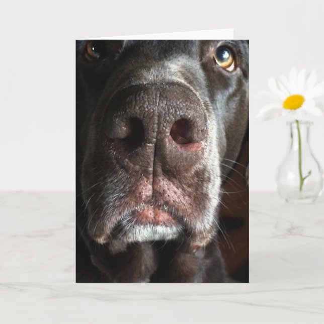 I'm Sorry Chocolate Lab Snout Belated Birthday Card (Small Plant)