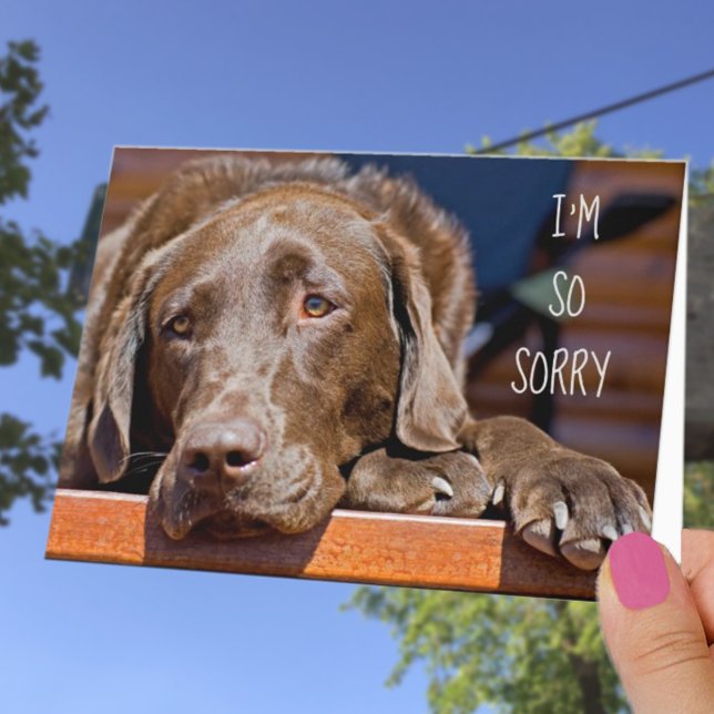 I'm Sorry Labrador Retriever Belated Birthday Card (Creator Uploaded)