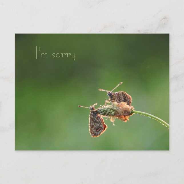 I'm sorry postcard (Front)