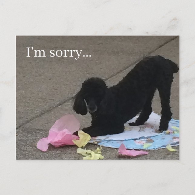 I'm Sorry postcard, poodle postcard, dog postcard (Front)