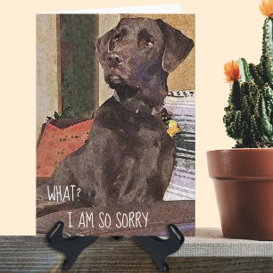 I'm Sorry Shocked Chocolate Lab Belated Birthday Card