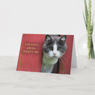 I'm Sorry, with Cute Grey and White Cat Card