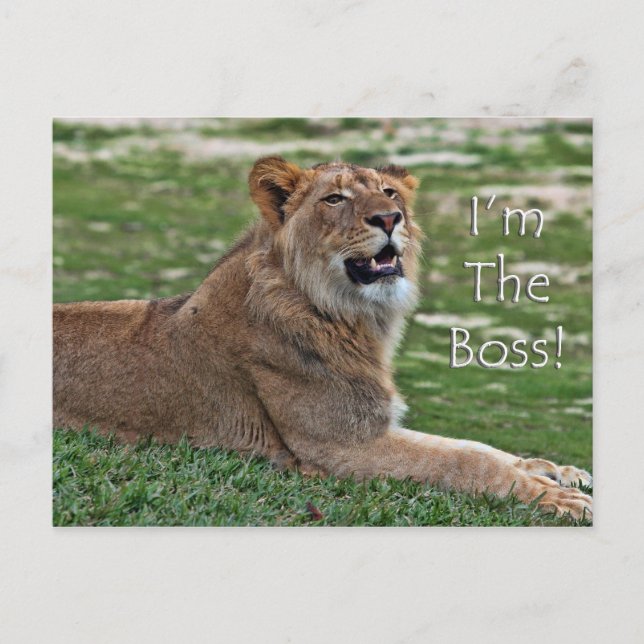 I'm the Boss Lion postcard (Front)